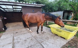 Other Breed horses for sale: 15.1 Welsh x thoroughbred  - Image 9