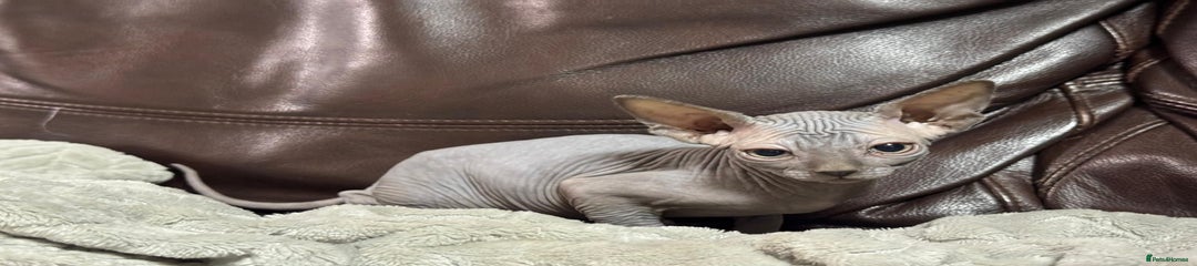 Sphynx Kitten 2