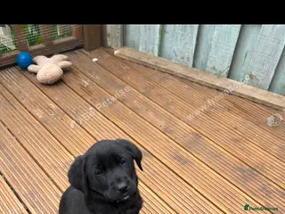 Borador dogs Borador puppies - Advert 2