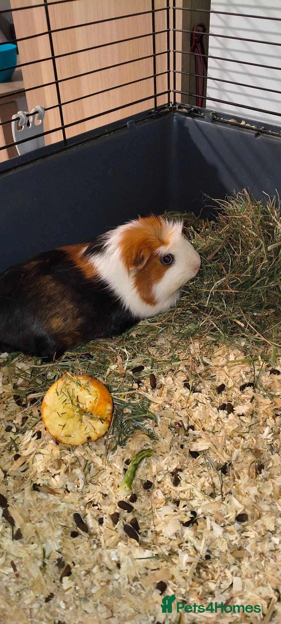 Guinea Pig rodents Guinea Pig Looking for a New Home - Advert 5
