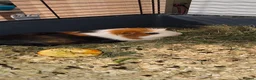 Guinea Pig rodents for sale: Guinea Pig Looking for a New Home in Stoke-on-Trent - Advert 1