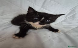Mixed Breed cats for sale: 4 beautiful fluffy kittens ready now - Image 6