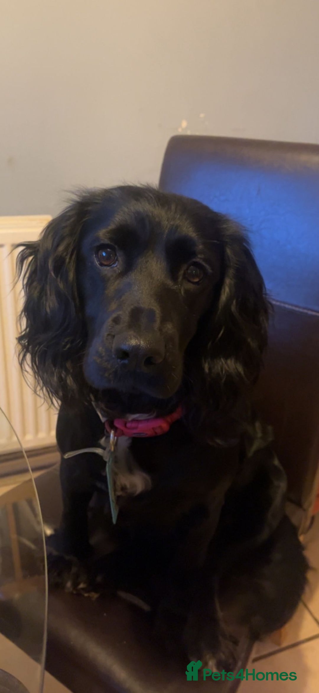 Cocker Spaniel dogs for sale: Cocker spaniel puppies - Advert 17