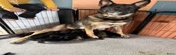 Mixed Breed dogs for sale: German Shepherd x Rottweiler - Advert 6