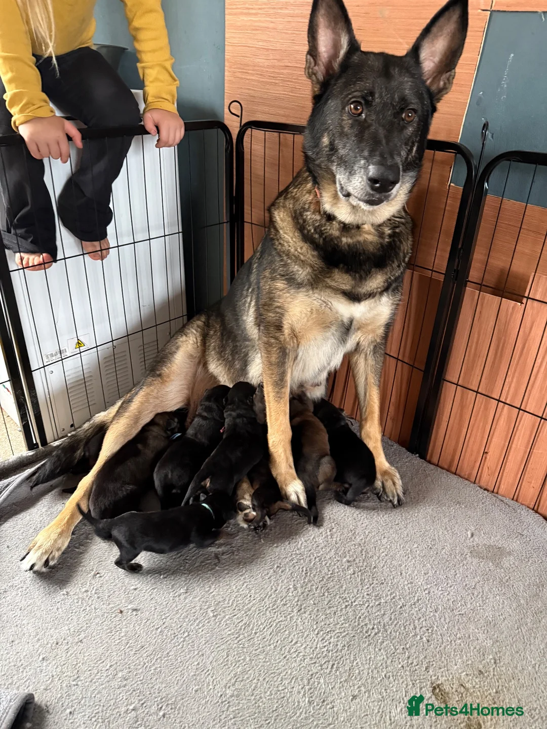 Mixed Breed dogs for sale: German Shepherd x Rottweiler - Advert 6