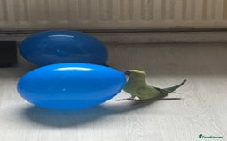 Parakeets birds for sale: Indian redneck  - Advert 3