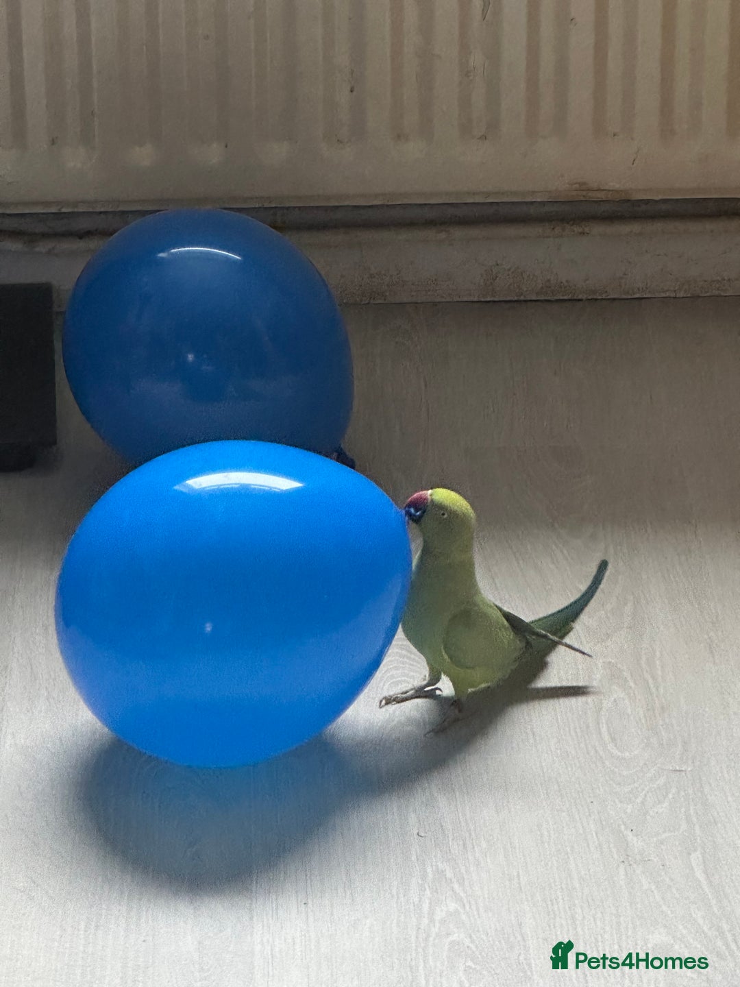 Parakeets birds for sale: Indian redneck  - Advert 3