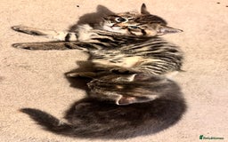 Mixed Breed cats for sale: Amiable mixed breed kittens - Image 13