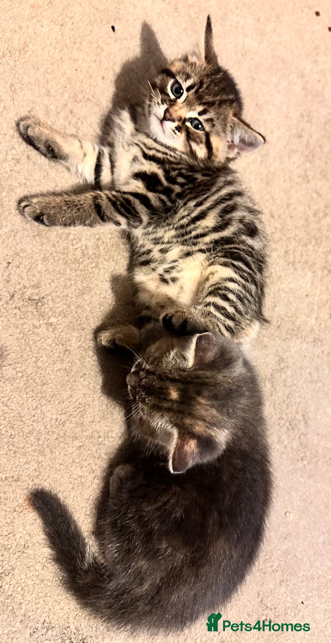 Mixed Breed cats for sale: Amiable mixed breed kittens - Image 13