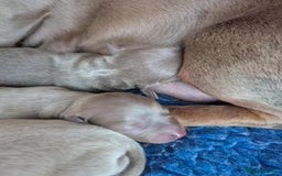 Dachshund dogs for sale: Quality kc reg miniature dachshund girls  - Image 4
