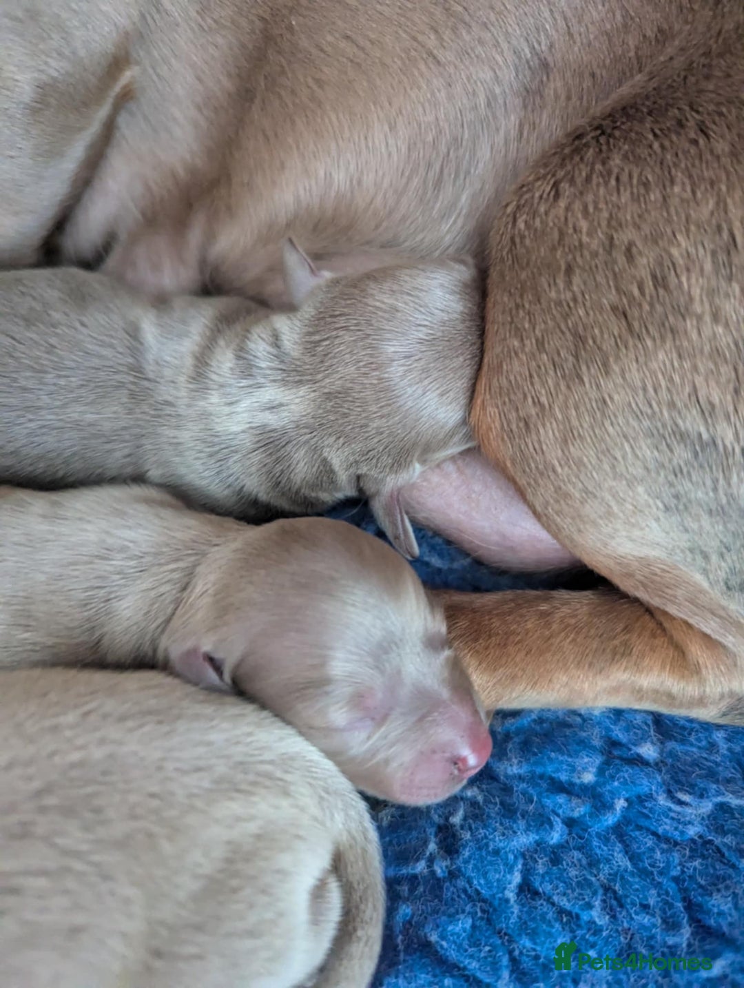 Dachshund dogs for sale: Quality kc reg miniature dachshund girls  - Image 4