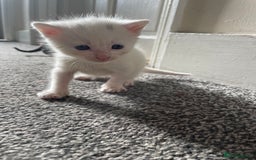 Abyssinian cats for sale: Kittens for sale!!! - Image 2