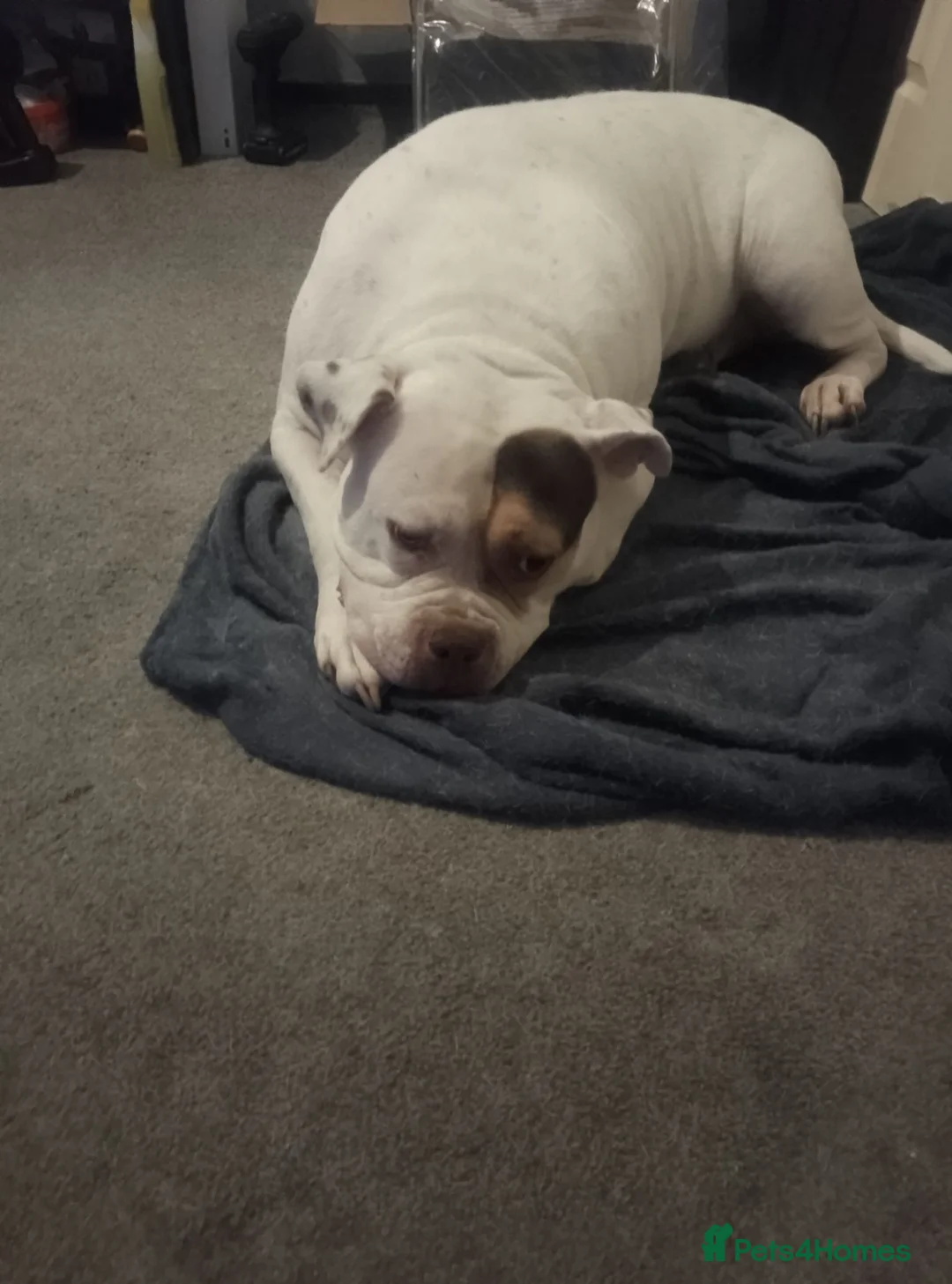Old Tyme Bulldog dogs for sale: Rudi  in Cumnock - Advert 3