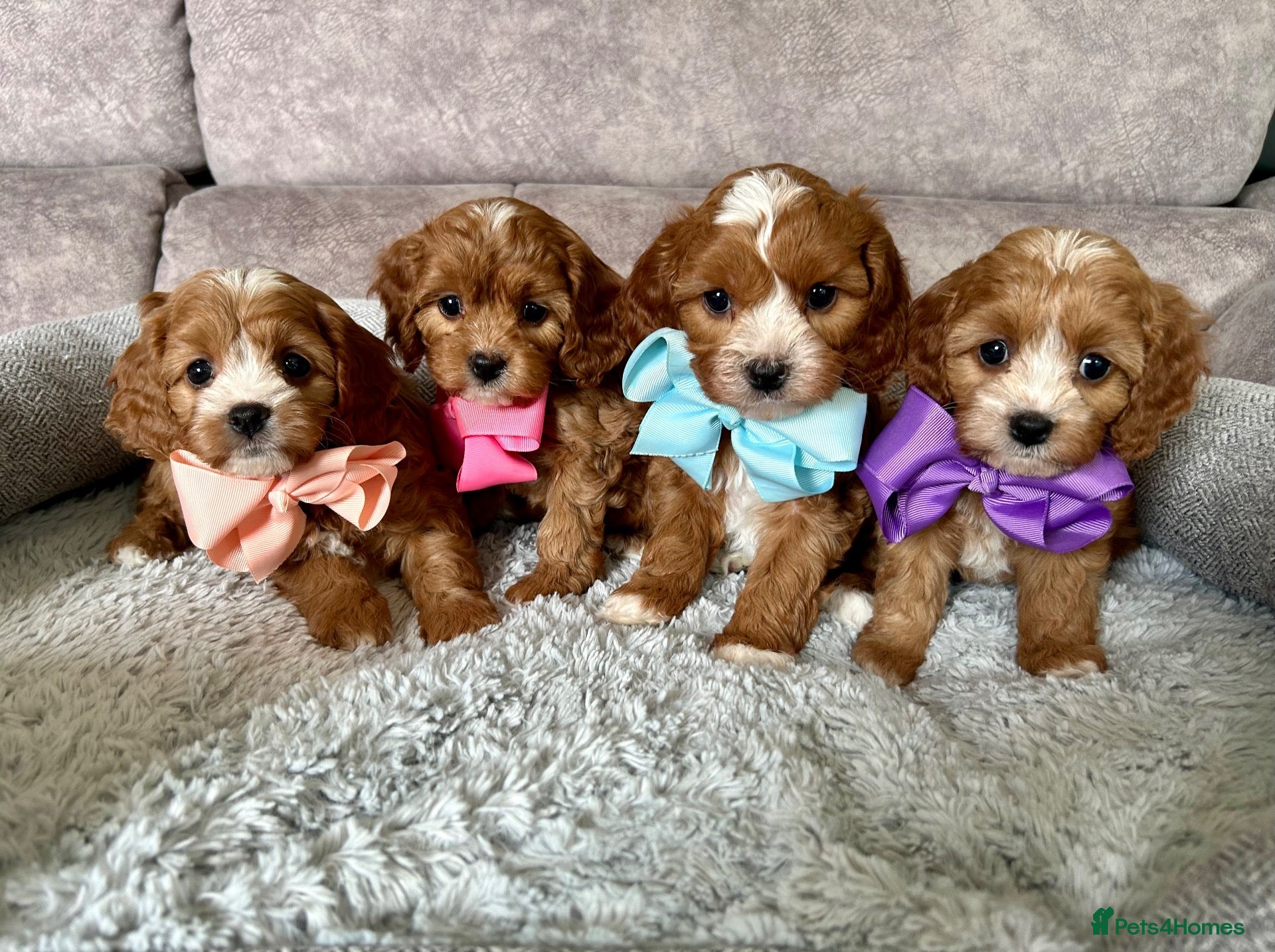 Cavapoo dogs Beautiful Red F1 Cavapoo Puppies - Advert 1