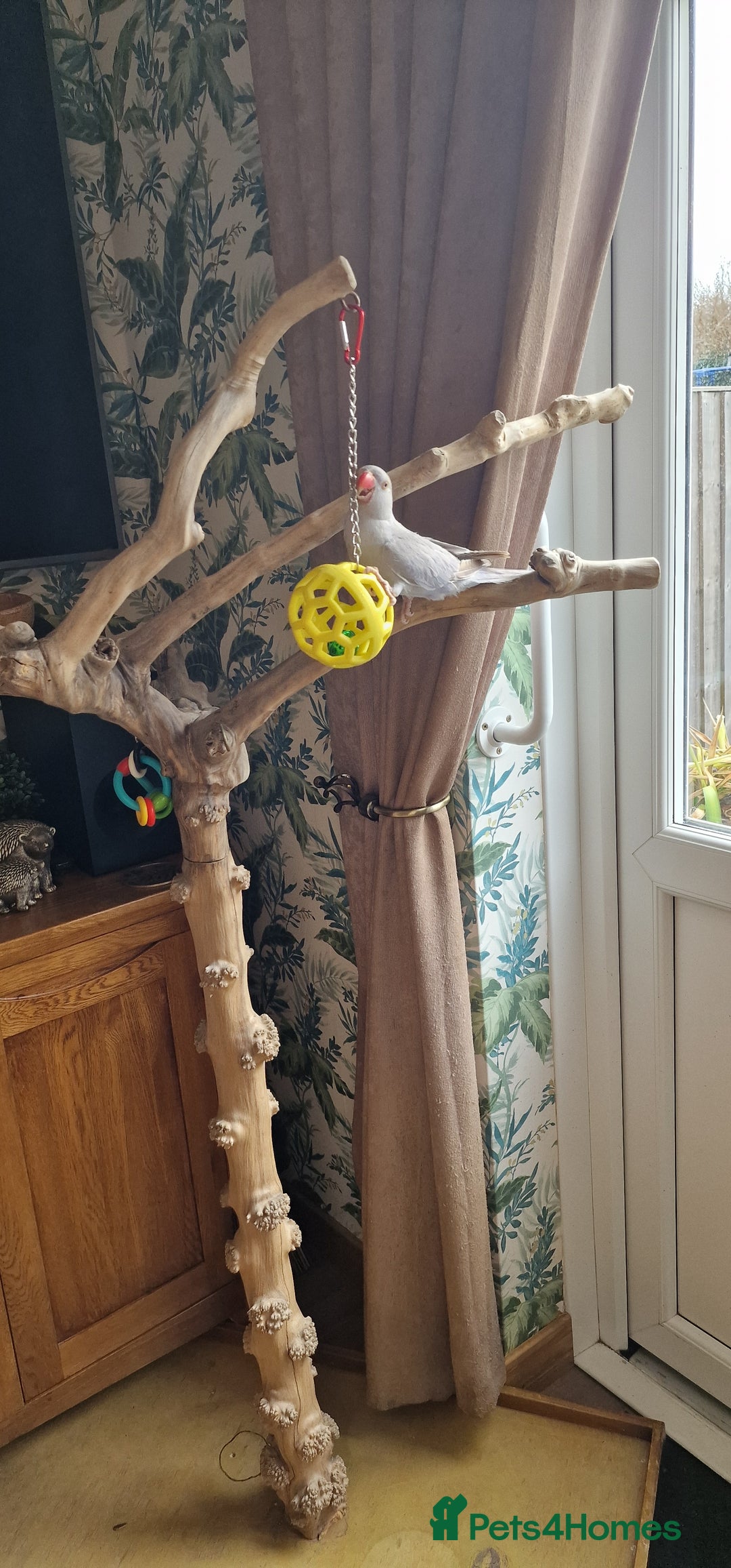 Ringnecks birds for sale: Silly Tame Indian Ringneck 2024 - Advert 3