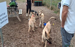 German Shepherd dogs for stud: PROVEN BIG BONED GERMAN SHEPHERD FOR STUD  in Romford - Image 33