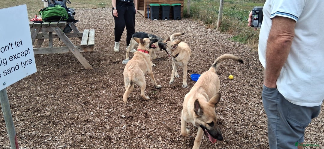German Shepherd dogs for stud: PROVEN BIG BONED GERMAN SHEPHERD FOR STUD  in Romford - Image 33