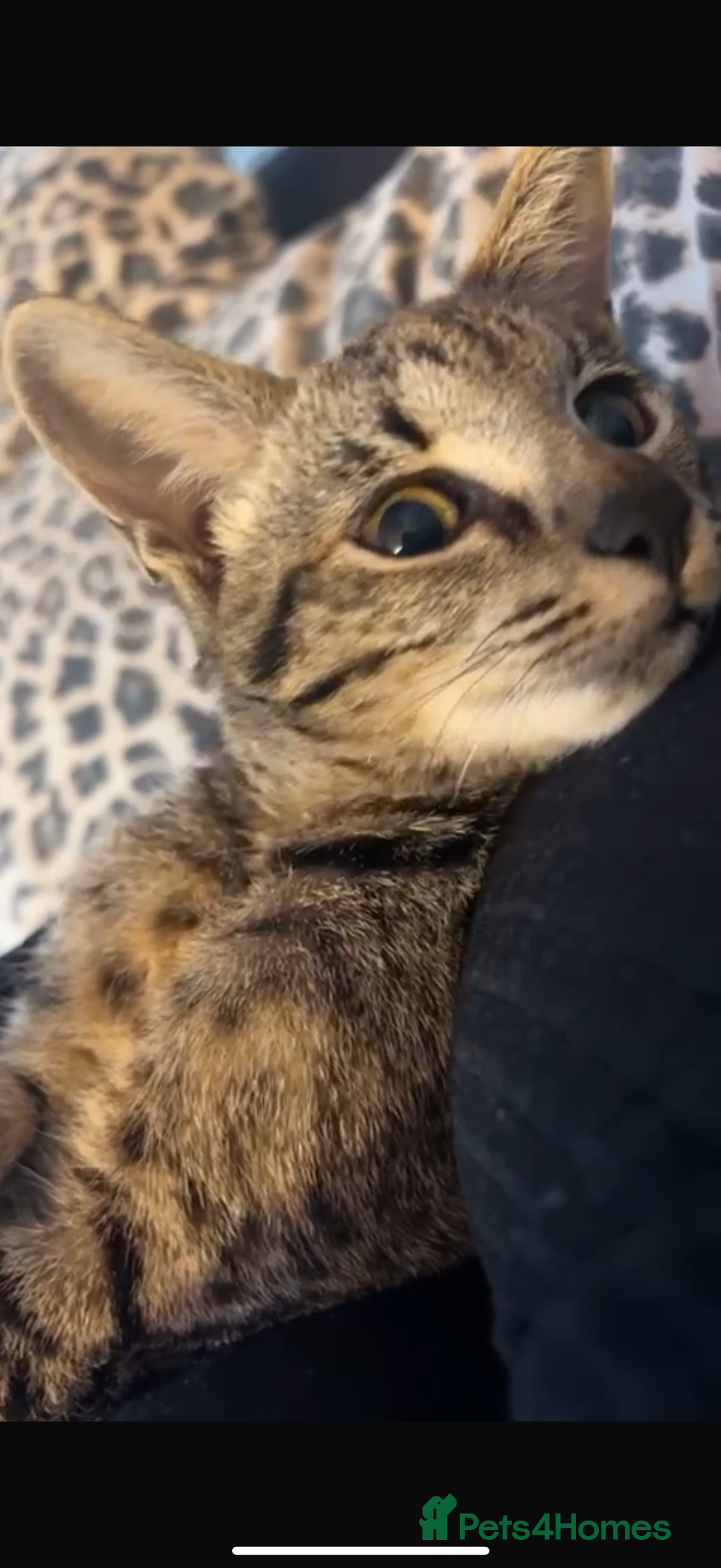 Savannah cats for sale: F3 Savannah Female  - Advert 2
