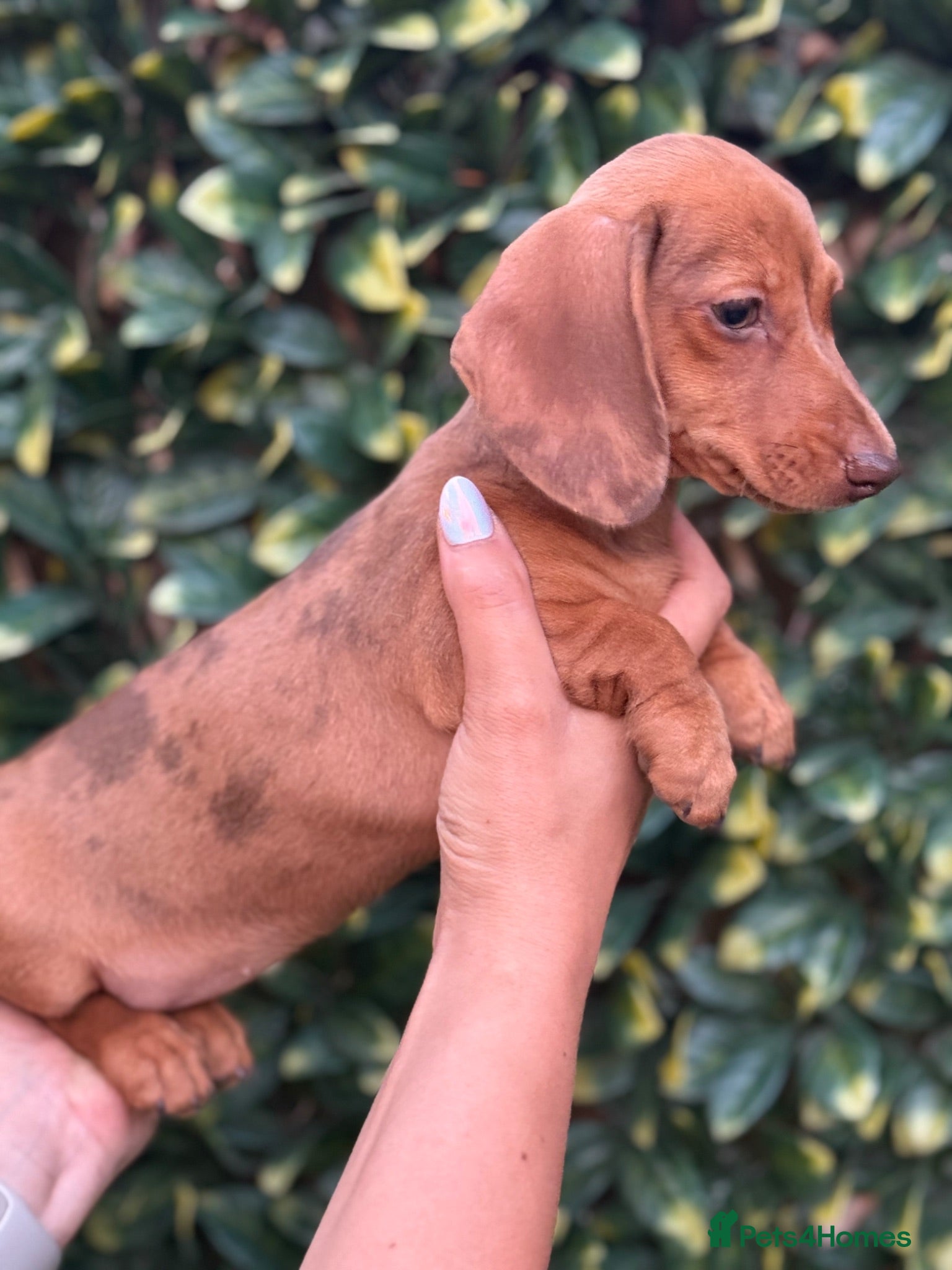 Miniature Dachshund dogs Last 3 pups!  - Advert 6
