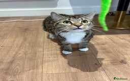 Domestic Shorthair cats for sale: Looking for a Loving Home for Our Two Cats! 🐾 - Image 4