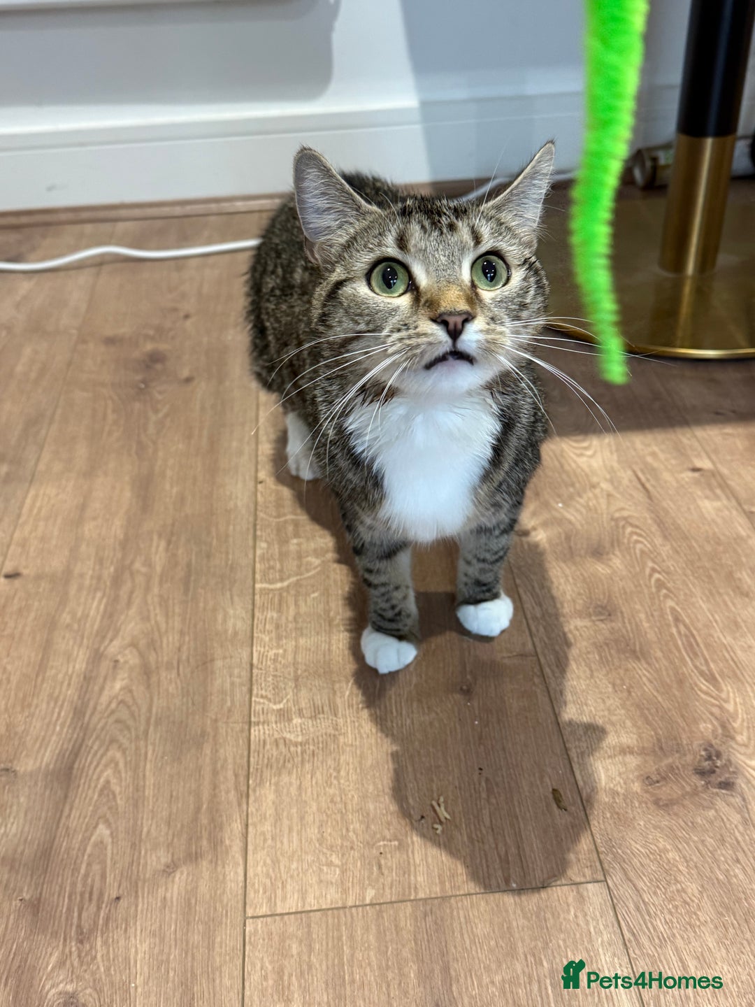 Domestic Shorthair cats for sale: Looking for a Loving Home for Our Two Cats! 🐾 - Image 4