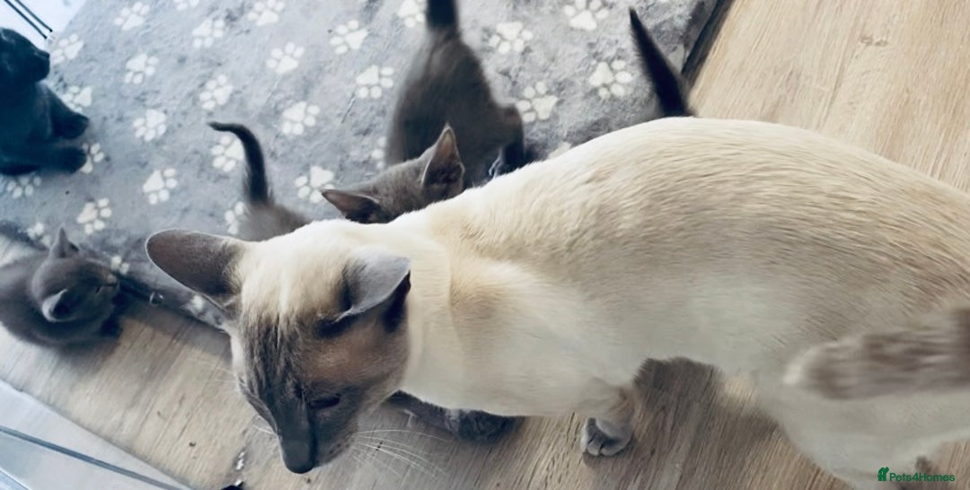 Mixed Breed cats for sale: Oriental X Siamese kittens  - Image 36