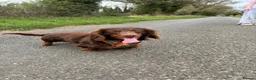 Dachshund dogs for sale: Dashound puppys  - Advert 3