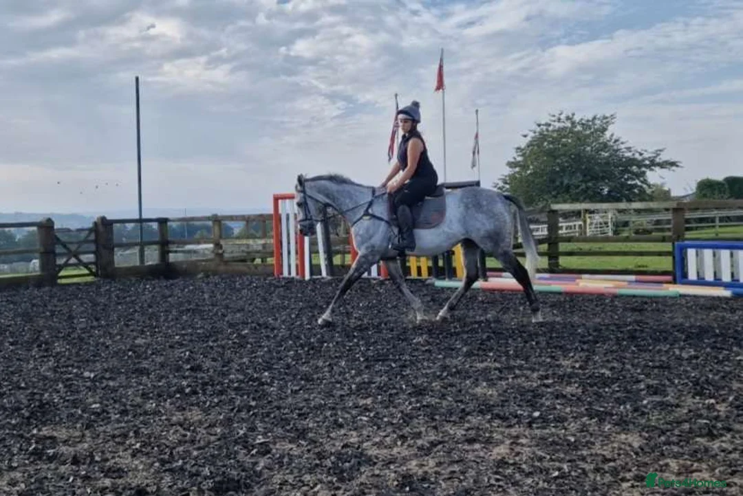 English Thoroughbred horses for sale: Safe allrounder gelding  - Advert 4