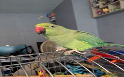 Parrots birds for sale: Beautiful ringneck looking for a new home - Image 5