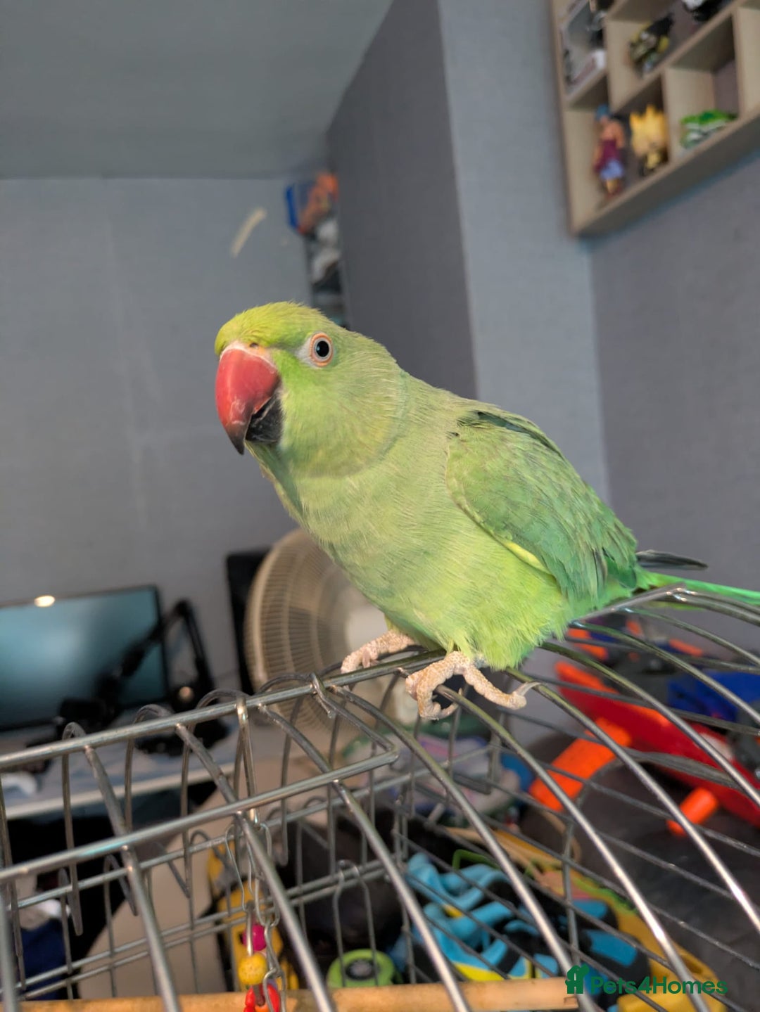 Parrots birds for sale: Beautiful ringneck looking for a new home - Image 5
