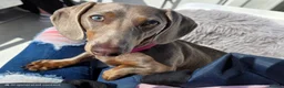 Miniature Dachshund dogs for sale: 2 year old isabella blue & tan smooth coat female - Advert 1