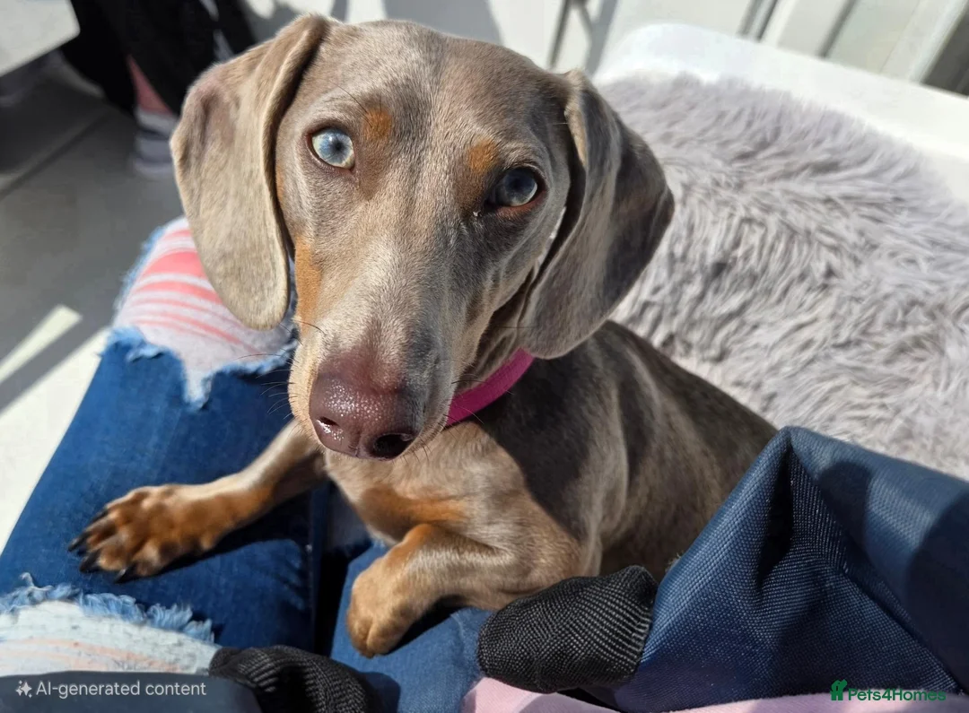 Miniature Dachshund dogs for sale: 2 year old isabella blue & tan smooth coat female - Advert 1