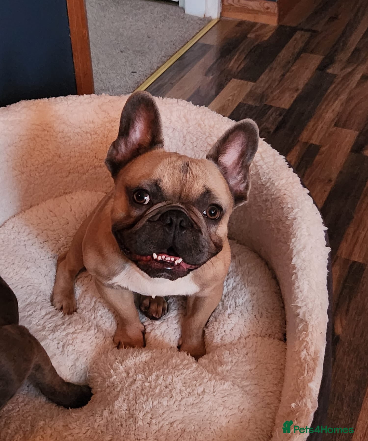 French Bulldog dogs French bulldog Stud  - Advert 1