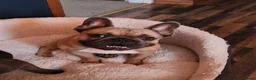 French Bulldog dogs for stud: French bulldog Stud  in Deeside - Advert 1