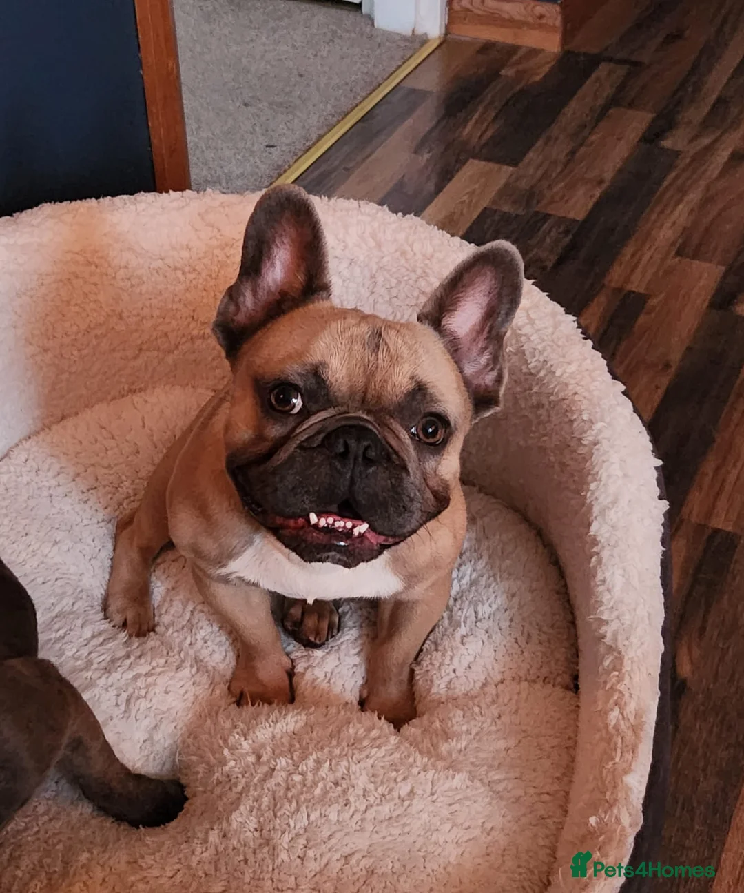 French Bulldog dogs for stud: French bulldog Stud  in Deeside - Advert 1