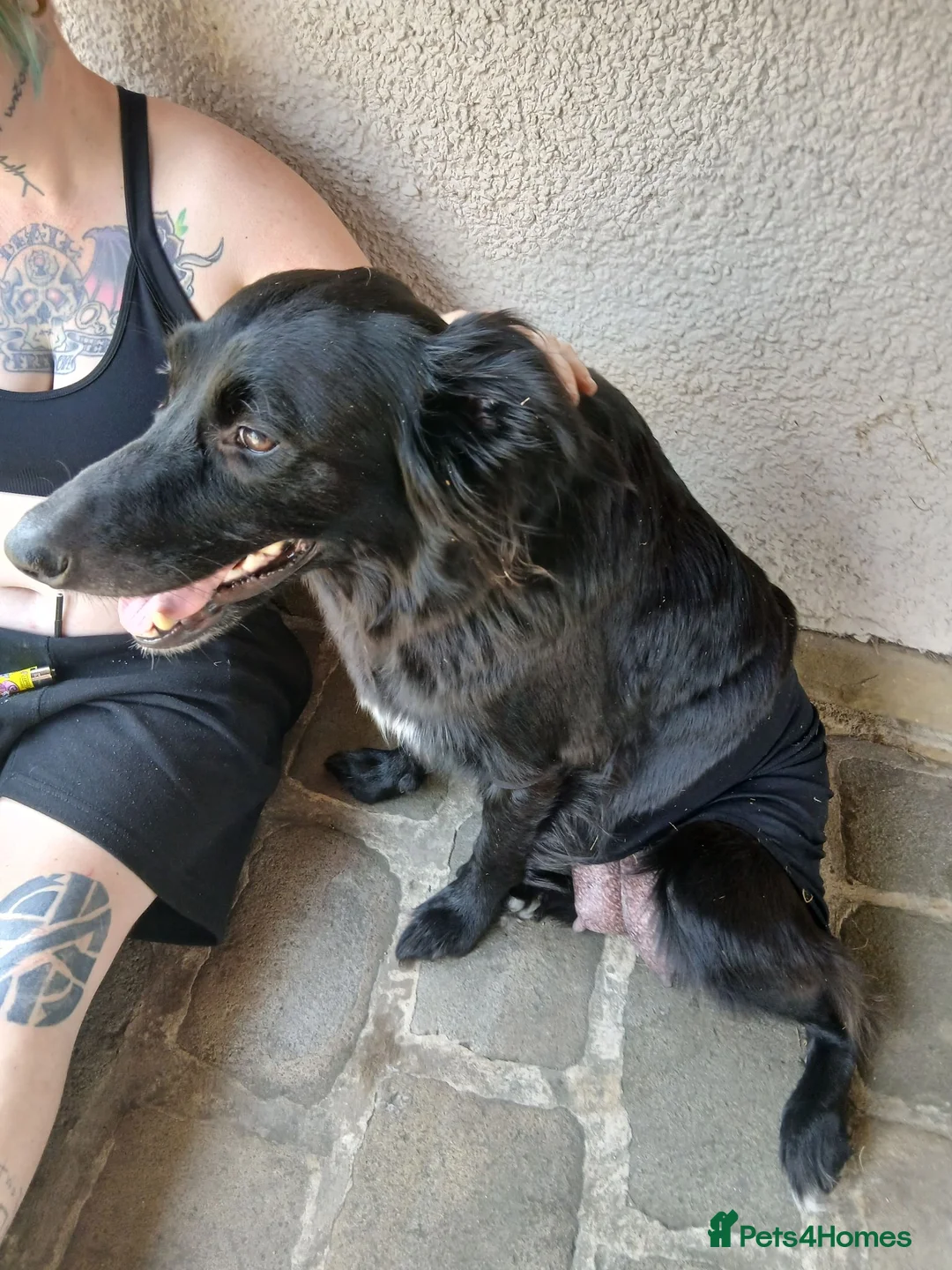 Border Collie dogs for sale: Beautiful fluffy collies - Advert 2