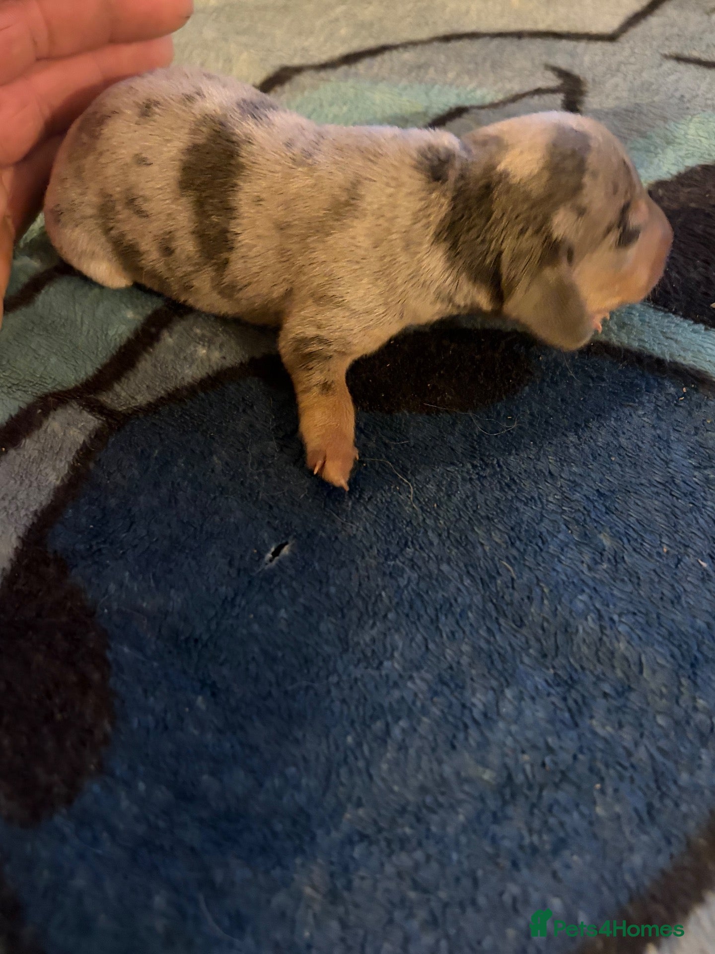 Miniature Dachshund dogs Kc registered mini dachshund licensed breeder  - Advert 2