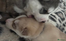 Siberian Husky dogs for sale: Siberian huskies  for sale  - Image 25