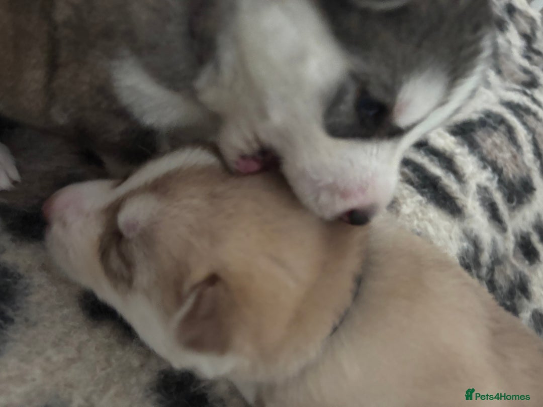 Siberian Husky dogs for sale: Siberian huskies  for sale  - Image 25