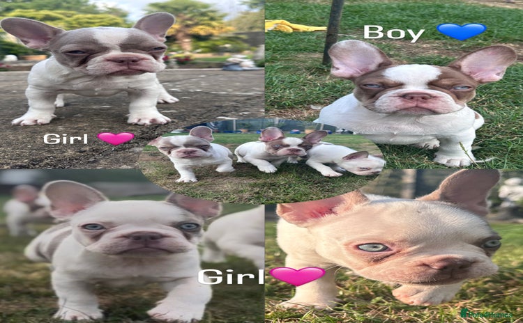 French Bulldog dogs - Advert 1