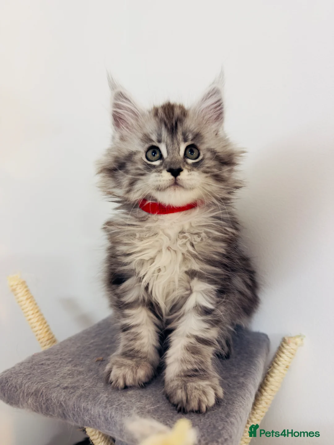 Maine Coon cats for sale: 🐾 Stunning Maine Coon Kittens🐾 - Advert 37