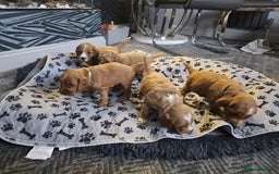 Cockapoo dogs for sale: Gorgeous F1b Toy Cockapoo puppies - Image 7