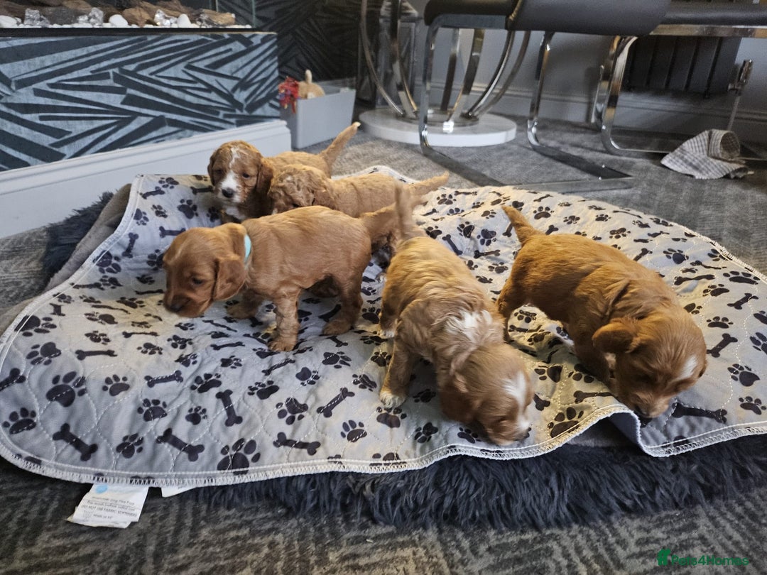 Cockapoo dogs for sale: Gorgeous F1b Toy Cockapoo puppies - Image 7