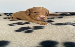 Cocker Spaniel dogs for sale: Working Cocker spaniel puppies  - Image 10