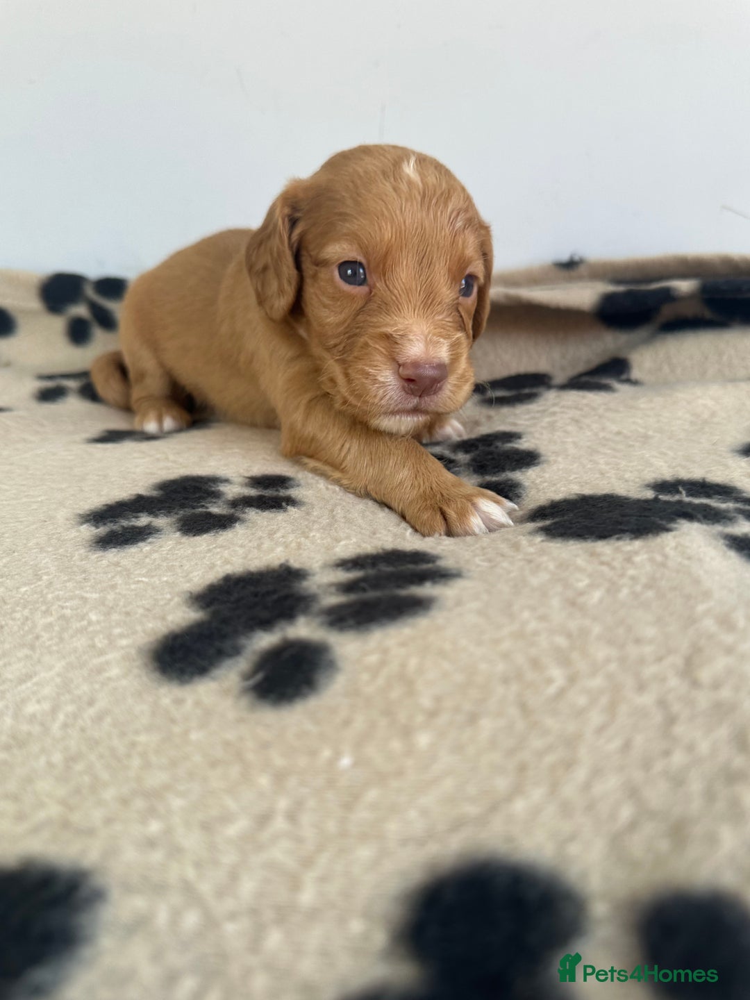 Cocker Spaniel dogs for sale: Working Cocker spaniel puppies  - Image 10