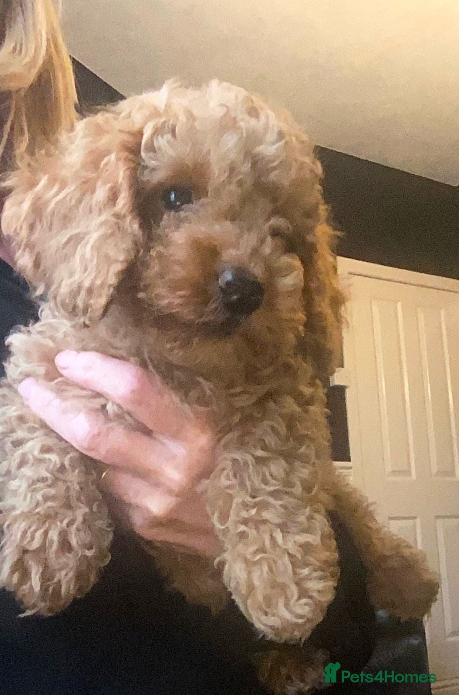 Jackapoo dogs Toy poodle 3/4 puppies  - Advert 3