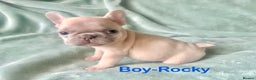 French Bulldog dogs for sale: Only 2 Girls left:French Bull Dog Puppies - Advert 27
