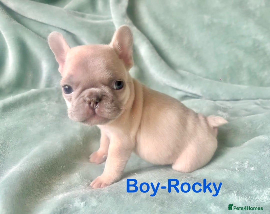 French Bulldog dogs for sale: Only 2 Girls left:French Bull Dog Puppies - Advert 27