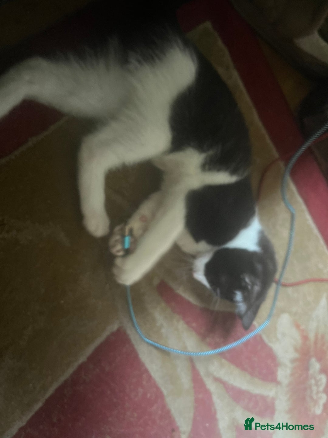Mixed Breed cats for sale: Beautiful kittens  in Northwich - Image 8