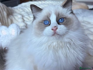 Ragdoll cats Ready Now GCCF/TICA Purebred Reg Ragdoll Kittens - Advert 16